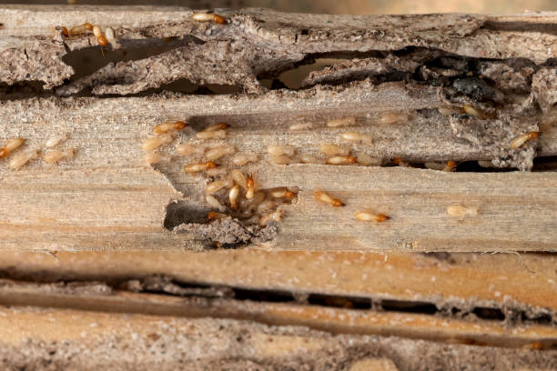 Best Commercial Pest Control Services  in New Kensington, PA